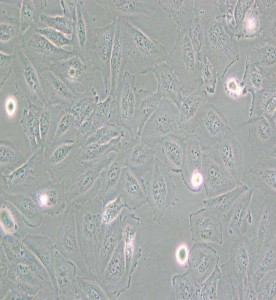 Daoy人髓母細胞瘤細胞主圖