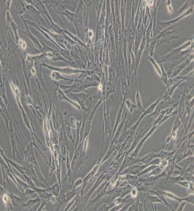 HFL1人胚肺成纖維細(xì)胞主圖