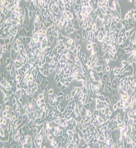 PC-12(Low differentiation)大鼠腎上腺嗜鉻細胞瘤細胞(低分化)主圖