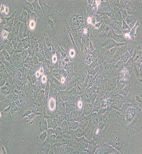 HMC3人小膠質細胞主圖