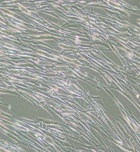 IMR-90人胚肺成纖維細胞主圖