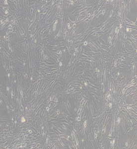 BHK-21倉鼠腎成纖維細胞主圖