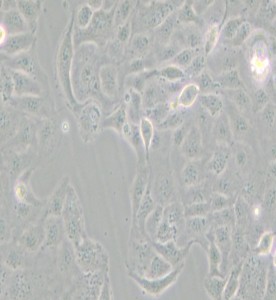 HaK敘利亞倉鼠腎細胞主圖