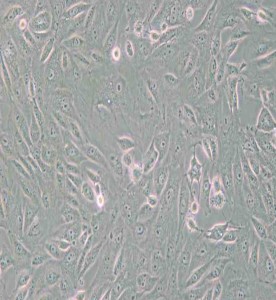 BS-C-1非洲綠猴腎細胞主圖
