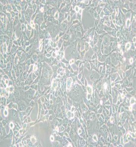  COS-1非洲綠猴SV40轉化的腎細胞主圖