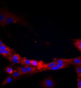 大鼠腎小球內(nèi)皮細(xì)胞主圖