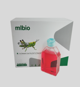 SMC-1人胸膜間皮瘤細胞主圖