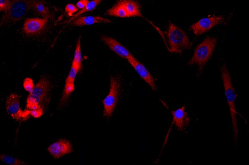 小鼠肌腱干細(xì)胞主圖