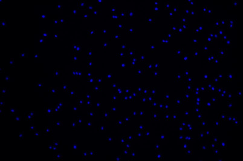 小鼠脂肪干細胞主圖