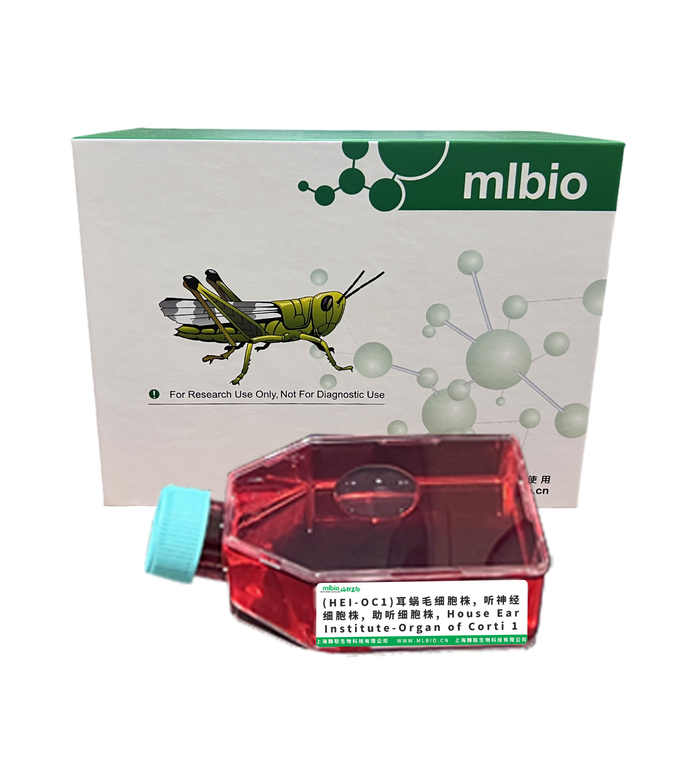 (HEI-OC1)耳蝸毛細胞株主圖