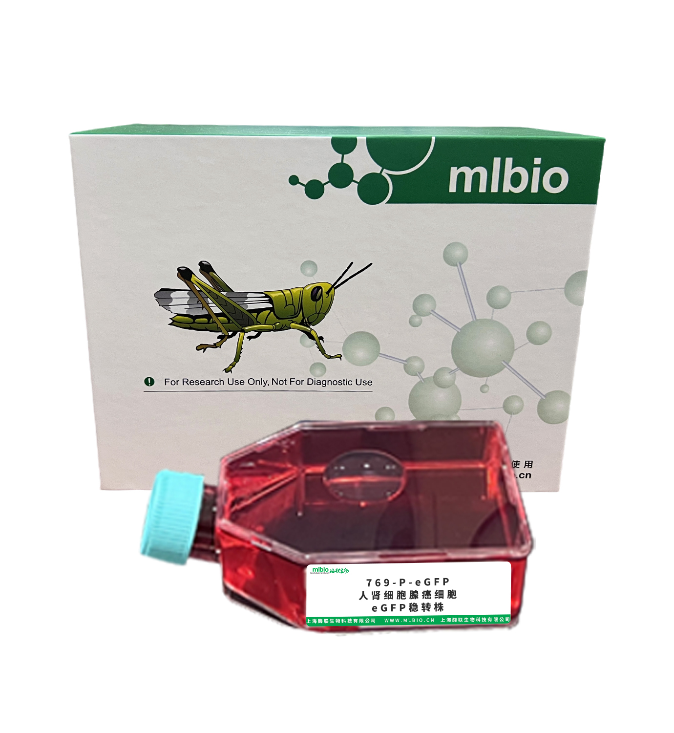 769-P-eGFP 人腎細(xì)胞腺癌細(xì)胞eGFP穩(wěn)轉(zhuǎn)株主圖