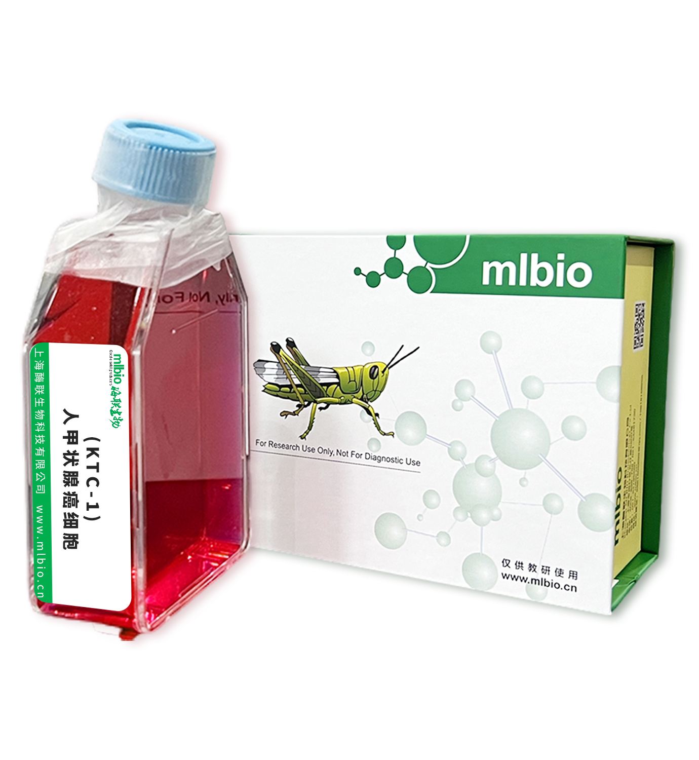 (KTC-1)人甲狀腺癌細胞主圖